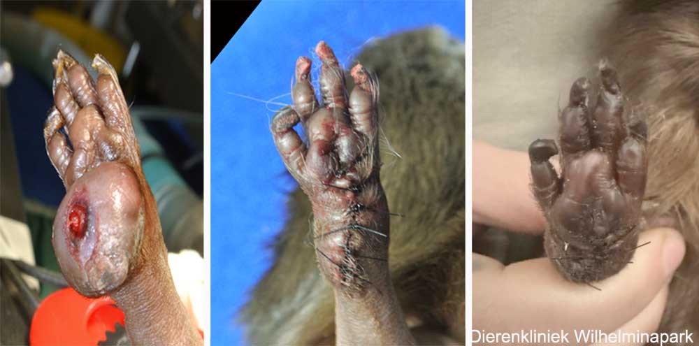 Operatie van een voetzool bij een cavia voor en na de operatie